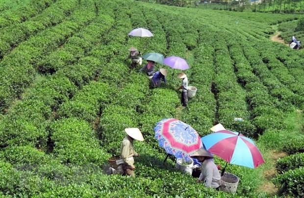 Vietnam impulsa desarrollo económico en regiones de meseta y montañosa del Norte ảnh 1 Vietnam impulsa desarrollo económico en regiones de meseta y montañosa del Norte ảnh 1