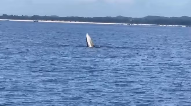 Aparece una ballena en aguas vietnamitas ảnh 1