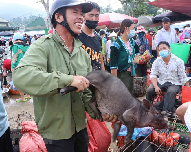 Único mercado de cerdos en la provincia norvietnamita de Lai Chau ảnh 1