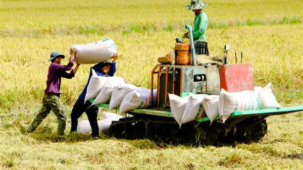 Hanoi construirá cadenas de vinculación interna y de exportación de arroz ảnh 1 Hanoi construirá cadenas de vinculación interna y de exportación de arroz ảnh 1
