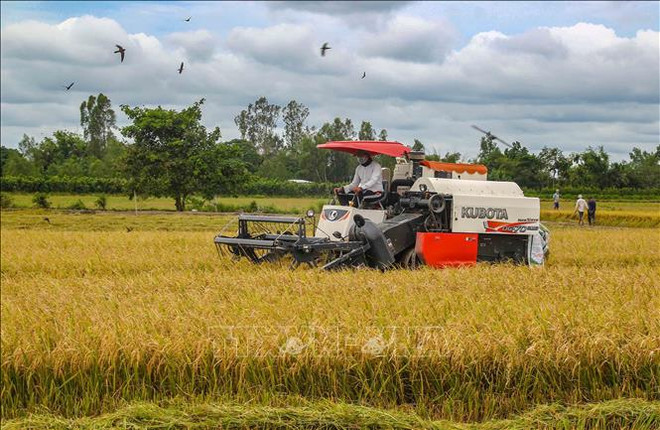 Auguran buenas perspectivas para exportaciones de arroz de Vietnam en 2024 ảnh 2 Auguran buenas perspectivas para exportaciones de arroz de Vietnam en 2024 ảnh 2