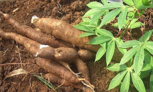 Exportaciones de yuca experimentan un crecimiento récord en enero ảnh 1