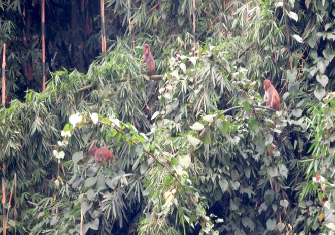 Liberan en Vietnam un raro mono dorado al hábitat natural ảnh 1 Liberan en Vietnam un raro mono dorado al hábitat natural ảnh 1