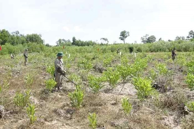 Celebran décimo aniversario de Centro de Acción contra Minas y Bombas de Vietnam ảnh 1 Celebran décimo aniversario de Centro de Acción contra Minas y Bombas de Vietnam ảnh 1