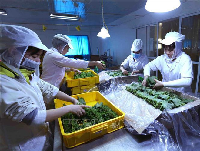 Exportaciones de verduras y frutas de Vietnam apuntan a siete mil millones de dólares ảnh 1