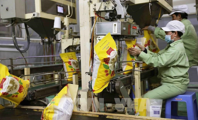 Auguran buenas perspectivas para exportaciones de arroz de Vietnam en 2024 ảnh 1 Auguran buenas perspectivas para exportaciones de arroz de Vietnam en 2024 ảnh 1