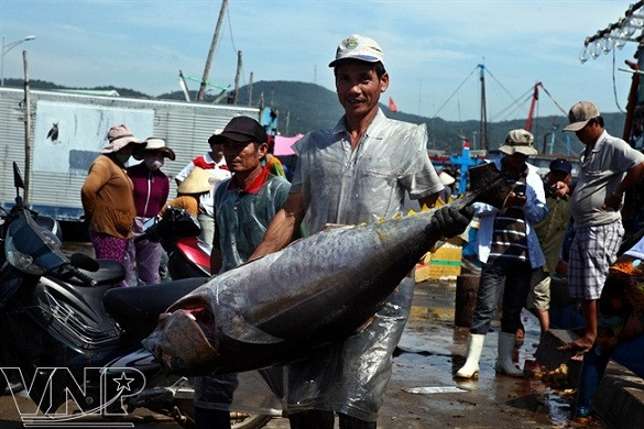 Temporada de atún en puerto vietnamita ảnh 4 Temporada de atún en puerto vietnamita ảnh 4