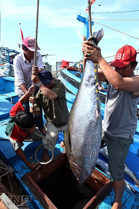 Temporada de atún en puerto vietnamita ảnh 1 Temporada de atún en puerto vietnamita ảnh 1