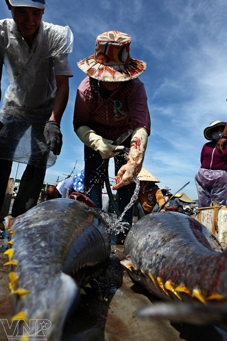 Temporada de atún en puerto vietnamita ảnh 5 Temporada de atún en puerto vietnamita ảnh 5