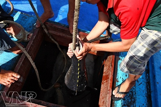 Temporada de atún en puerto vietnamita ảnh 2 Temporada de atún en puerto vietnamita ảnh 2