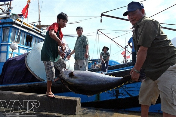 Temporada de atún en puerto vietnamita ảnh 3 Temporada de atún en puerto vietnamita ảnh 3