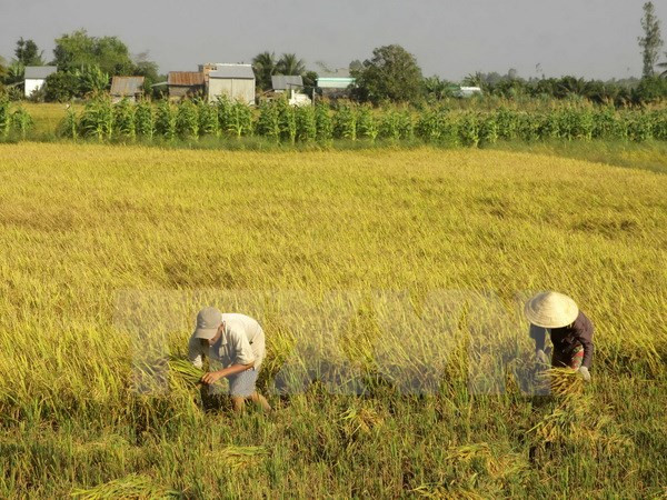 Lanza Vietnam nuevas variedades de arroz resistente a salinidad ảnh 1 Lanza Vietnam nuevas variedades de arroz resistente a salinidad ảnh 1