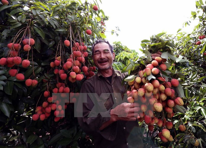 Acuerdos de libre comercio beneficiarán agricultura de Vietnam ảnh 1