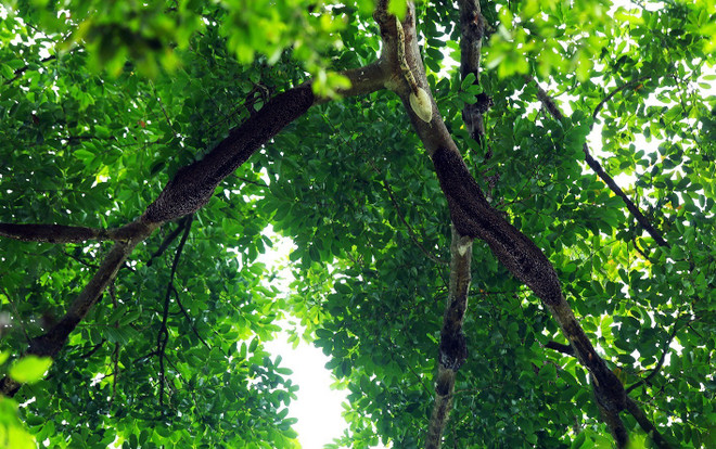 [Fotos] Extraño árbol con 100 colmenas de abejas en Vietnam ảnh 1