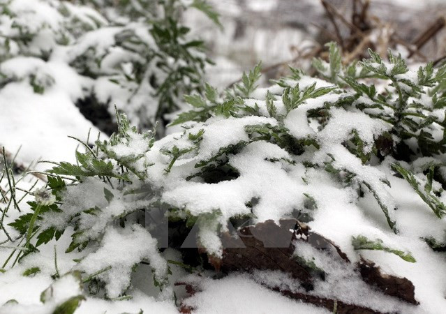 Nevadas e intenso frío cubren provincias norteñas vietnamitas ảnh 1