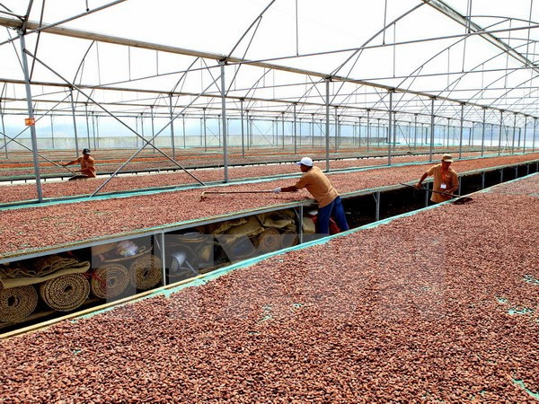 Vietnam y Japón cooperan en producción de chocolate ảnh 1