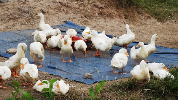Refuerzan medidas contra gripe aviar en provincia vietnamita ảnh 1 Refuerzan medidas contra gripe aviar en provincia vietnamita ảnh 1