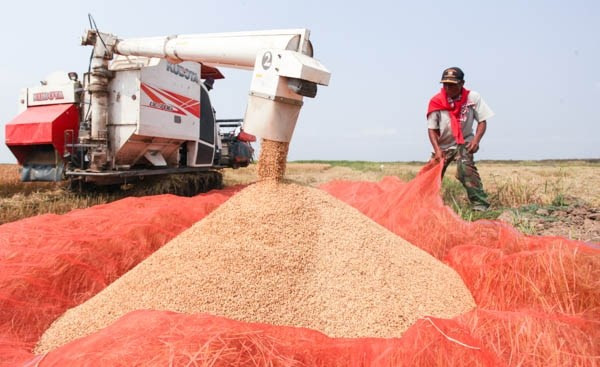 Laos fija meta de exportar 400 mil toneladas de arroz en 2017 ảnh 1 Laos fija meta de exportar 400 mil toneladas de arroz en 2017 ảnh 1
