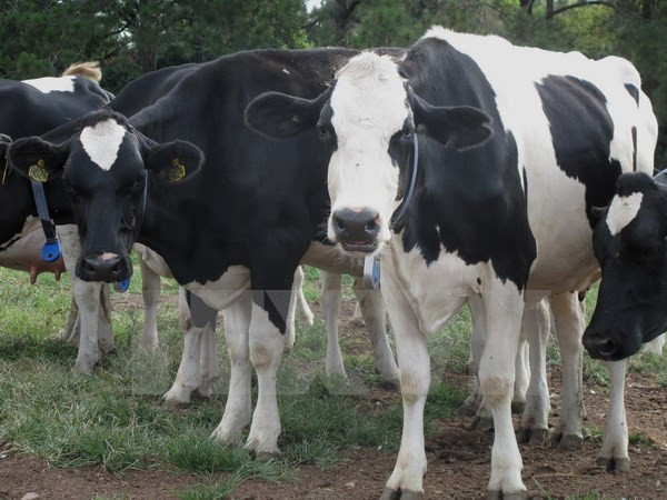 Fiebre aftosa brota en Camboya ảnh 1