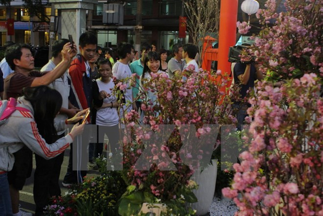 Provincia vietnamita se embellece con flores de cerezo de Japón ảnh 1