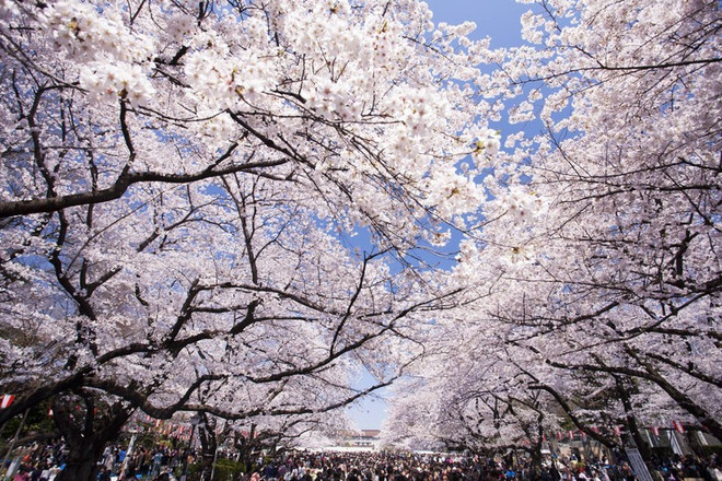 Crece afluencia de turistas vietnamitas a Japón ảnh 1 Crece afluencia de turistas vietnamitas a Japón ảnh 1
