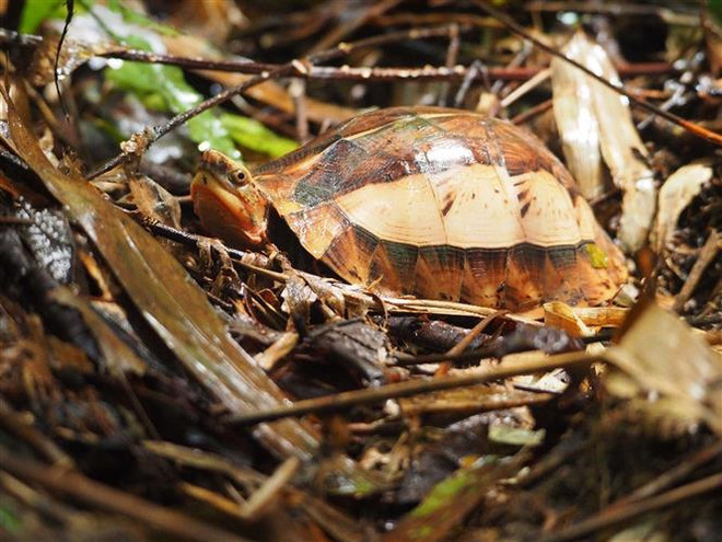 Conservan preciosas especies de tortuga en provincia vietnamita ảnh 1 Conservan preciosas especies de tortuga en provincia vietnamita ảnh 1