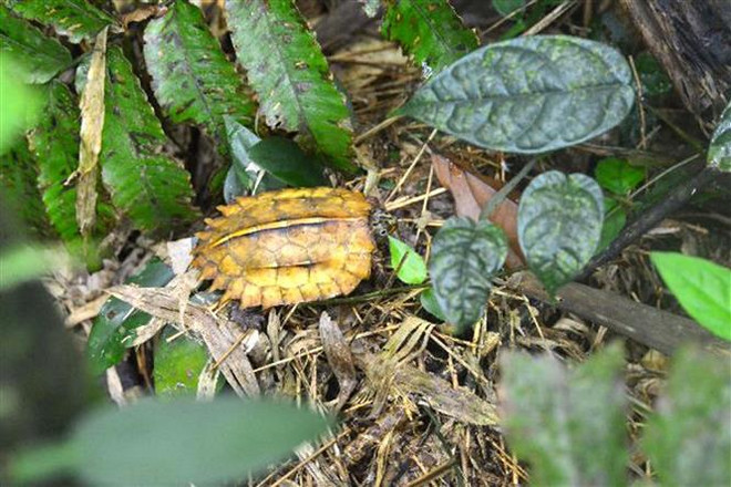 Conservan preciosas especies de tortuga en provincia vietnamita ảnh 2 Conservan preciosas especies de tortuga en provincia vietnamita ảnh 2