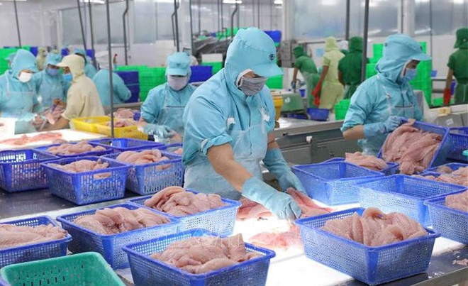 Exportaciones de pescado Tra de Vietnam se recuperarán en tercer trimestre 2023 ảnh 1 Exportaciones de pescado Tra de Vietnam se recuperarán en tercer trimestre 2023 ảnh 1