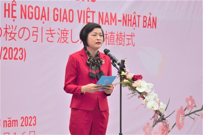 Plantan más cerezos en el parque de Hanoi ảnh 1 Plantan más cerezos en el parque de Hanoi ảnh 1