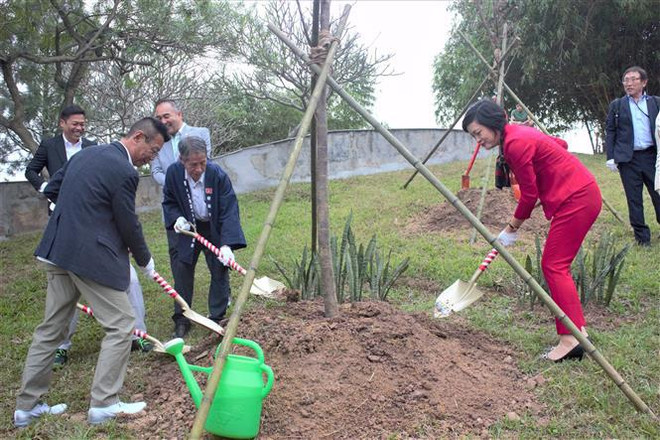 Plantan más cerezos en el parque de Hanoi ảnh 2 Plantan más cerezos en el parque de Hanoi ảnh 2
