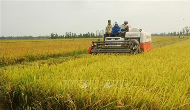 Noruega financia a Vietnam para desarrollar arroz adaptable al cambio climático ảnh 2 Noruega financia a Vietnam para desarrollar arroz adaptable al cambio climático ảnh 2