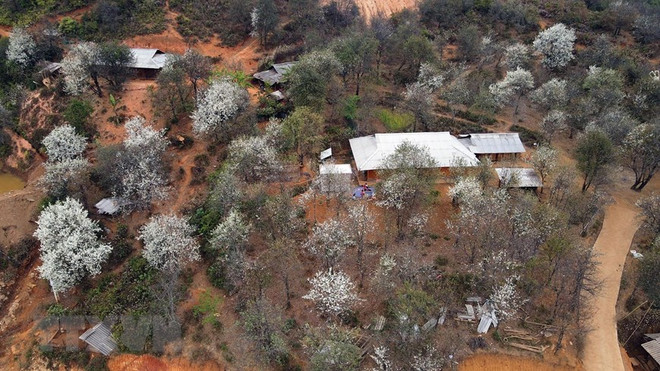 Provincia vietnamita de Son La se tiñe del blanco de flores de Banyan ảnh 1 Provincia vietnamita de Son La se tiñe del blanco de flores de Banyan ảnh 1
