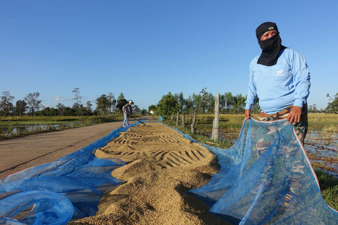 Tailandia aprueba paquete financiero a favor de cultivadores de arroz ảnh 1 Tailandia aprueba paquete financiero a favor de cultivadores de arroz ảnh 1