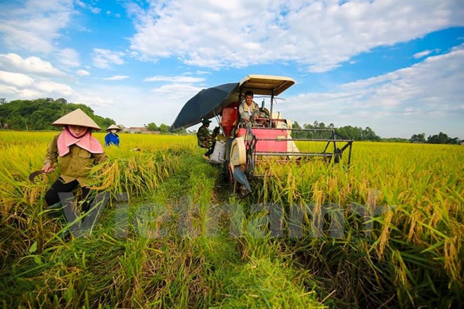 Exportaciones de productos agrícolas, acuícolas y silvícolas de Vietnam registran notable incremento ảnh 1 Exportaciones de productos agrícolas, acuícolas y silvícolas de Vietnam registran notable incremento ảnh 1
