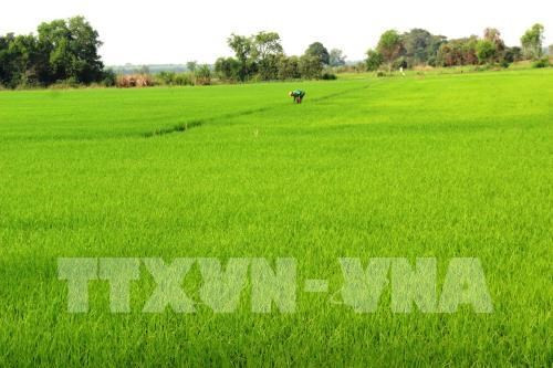 Hau Giang experimentará productos biológicos sudcoreanos sobre arroz ảnh 1