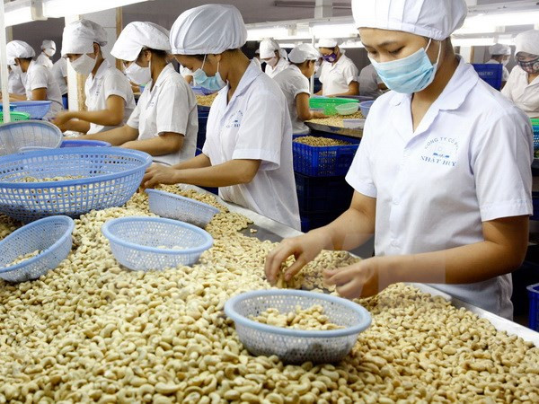 Exportaciones vietnamitas de anacardo reportan 2,2 mil millones de dólares en ocho meses de 2017 ảnh 1 Exportaciones vietnamitas de anacardo reportan 2,2 mil millones de dólares en ocho meses de 2017 ảnh 1
