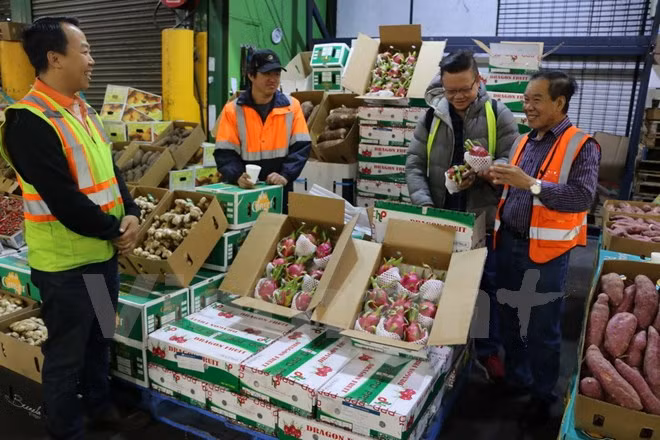 Pitahaya vietnamita llega a las tiendas de Australia ảnh 1 Pitahaya vietnamita llega a las tiendas de Australia ảnh 1