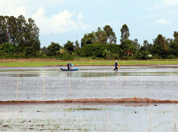 A debate en Vietnam proyecto de desarrollo integral del Delta del río Mekong ảnh 1