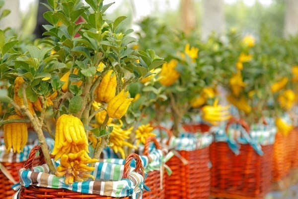 Vietnam posee gran potencial para la exportación de plantas ornamentales ảnh 1 Vietnam posee gran potencial para la exportación de plantas ornamentales ảnh 1