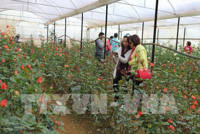 Aumenta llegada de turistas a ciudad altiplánica vietnamita de Da Lat ảnh 1 Aumenta llegada de turistas a ciudad altiplánica vietnamita de Da Lat ảnh 1