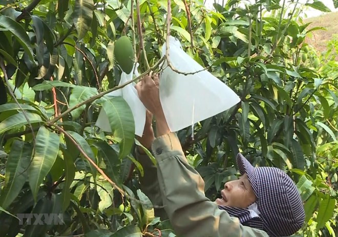 Exportará provincia vietnamita de An Giang mangos a EE.UU. ảnh 1