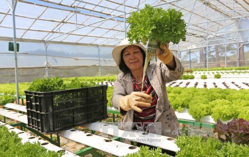 Necesita Malasia importar vegetales de Vietnam y otros países, según especialistas ảnh 1 Necesita Malasia importar vegetales de Vietnam y otros países, según especialistas ảnh 1