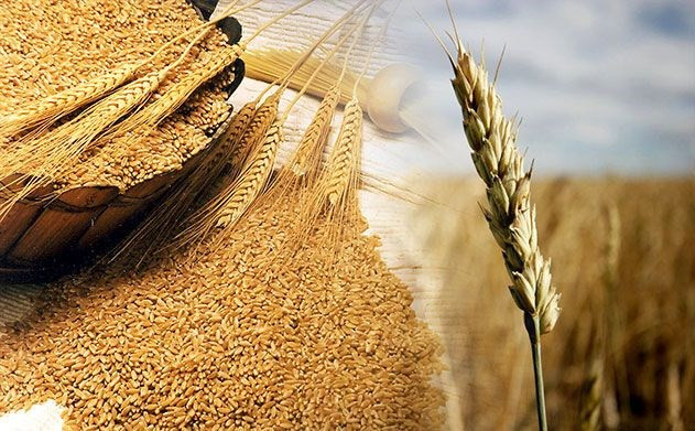Agricultora vietnamita honrada por la FAO ảnh 1 Agricultora vietnamita honrada por la FAO ảnh 1