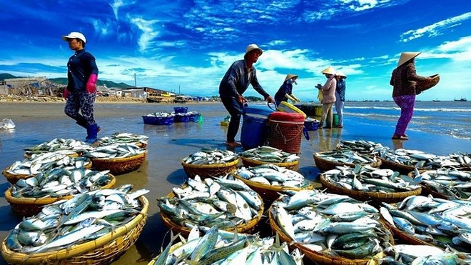 Promueve Vietnam protección de recursos acuáticos asociados a prevención contra pesca ilegal ảnh 2 Promueve Vietnam protección de recursos acuáticos asociados a prevención contra pesca ilegal ảnh 2