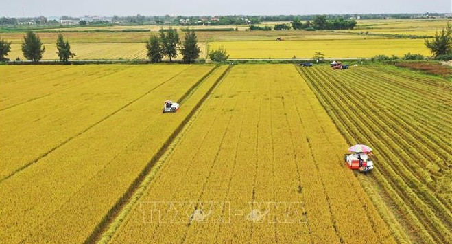 Recomiendan soluciones para transformación digital en agricultura de Vietnam ảnh 2