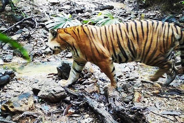 Tailandia: Descubren tigre malayo en el Parque Nacional Bang Lang ảnh 1 Tailandia: Descubren tigre malayo en el Parque Nacional Bang Lang ảnh 1