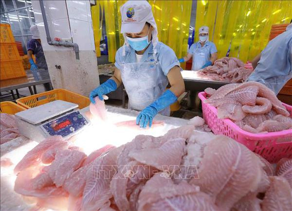 Vietnam cumplirá meta millonaria de exportación de productos acuícolas ảnh 2 Vietnam cumplirá meta millonaria de exportación de productos acuícolas ảnh 2