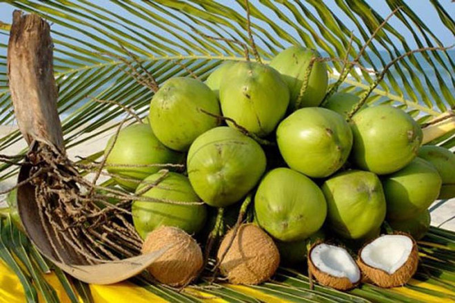 Valor de exportación de coco de Vietnam alcanzará mil millones de dólares en 2025 ảnh 1 Valor de exportación de coco de Vietnam alcanzará mil millones de dólares en 2025 ảnh 1
