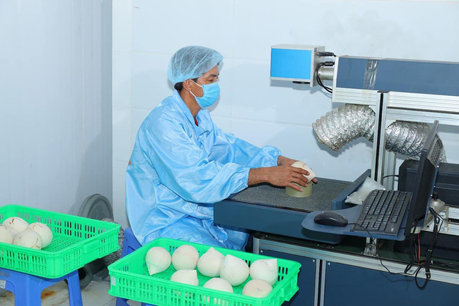 Valor de exportación de coco de Vietnam alcanzará mil millones de dólares en 2025 ảnh 2 Valor de exportación de coco de Vietnam alcanzará mil millones de dólares en 2025 ảnh 2