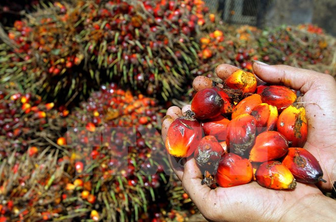 Suspende Indonesia apertura de nuevas granjas palmeras ảnh 1 Suspende Indonesia apertura de nuevas granjas palmeras ảnh 1